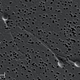 Illustration for article titled How Sperm Cells Get Stripped Down And Ready To Race